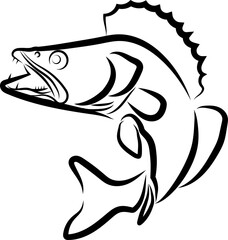 Zander gezeichnet, Zander, Fisch, Angeln, Sport, Logo, Icon