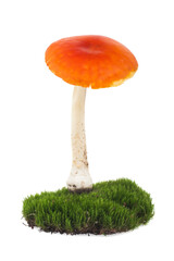 Green moss and fly agaric mushroom isolated on white background.