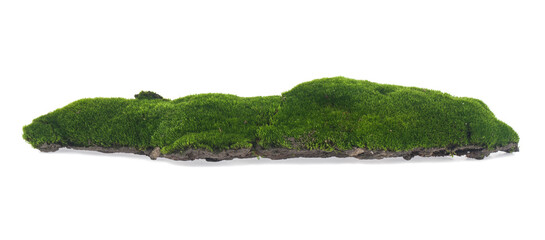 Green moss isolated on white background.