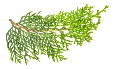 Thuja branch isolated on white background.