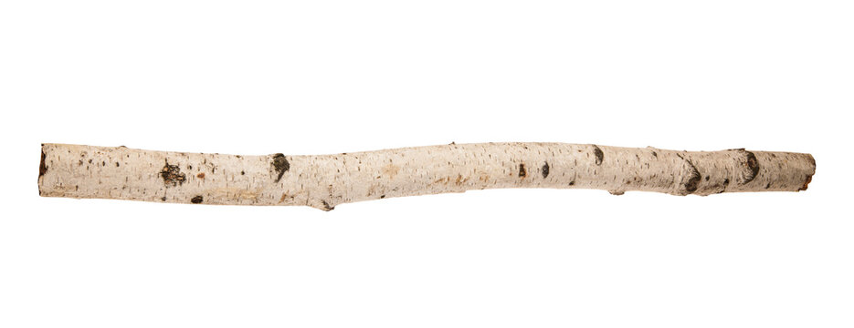Birch branch isolated on white background.