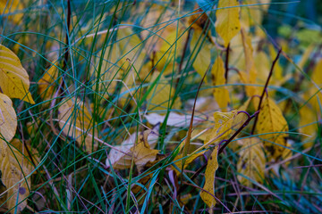 autumn leaves in the grass