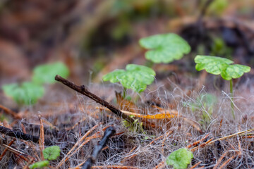 green moss on the tree
