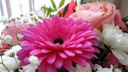 A pink flower with white petals.