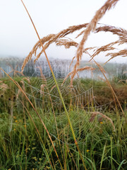 A spider web is on a grassy field.