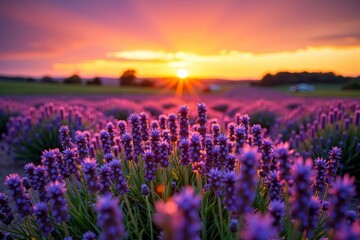 Obraz premium Beautiful sunrise illuminates a lively purple flower field in rural landscape.