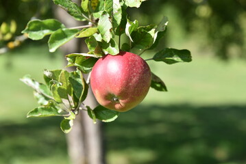 Pomme au jardin en été