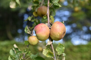 Obraz premium Pomme au jardin en été 