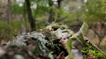 Close-up of moss and lichen on forest log