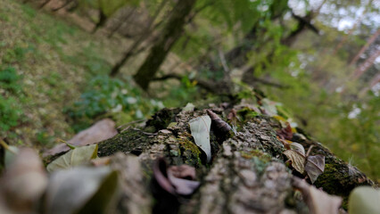 Fallen tree with moss and leaves in forest