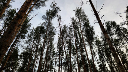 Majestic tall pine trees against overcast sky