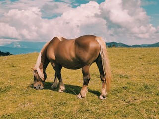 Brown Horse Grazing on a Mountain Meadow under a Cloudy Sky
