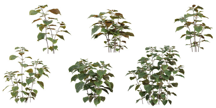 Collection of perilla plants on transparent background
