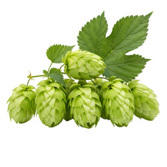 isolated hop cones ,  Fresh cones of hops. 