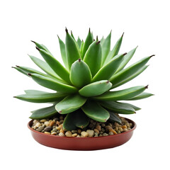 Fototapeta premium Succulent isolated