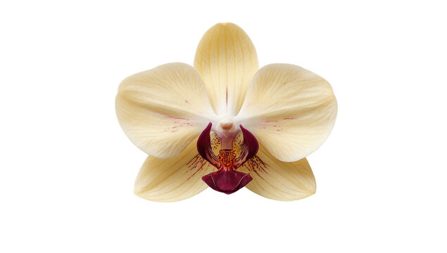 Close-up of a pale yellow orchid with a deep burgundy center