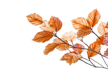 Naklejka premium Autumnal branch with vibrant, warm-toned leaves against a black background
