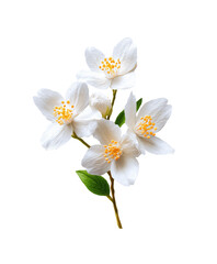 Obraz premium Close-up of three white jasmine flowers on a stem, with green leaves