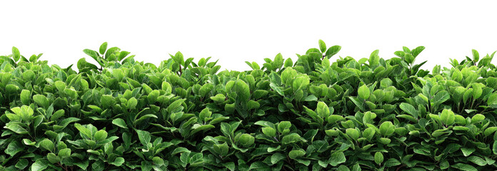 Fototapeta premium Dense green hedge (4)