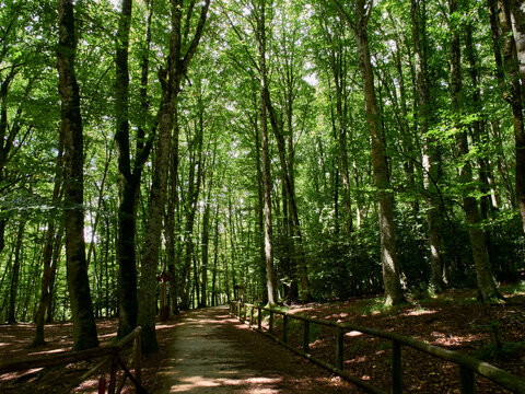 Trail in Foresta Umbra. Gargano National Park, province of Foggia, Apulia, Puglia, Italy, Europe. Shady Forest background