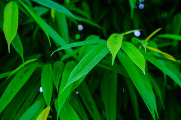 Greenhouse or botanical garden filled with diverse vegetation