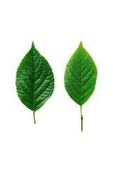 Fototapeta premium Two vibrant green leaves, slightly oval-shaped, with visible veins, isolated on black background