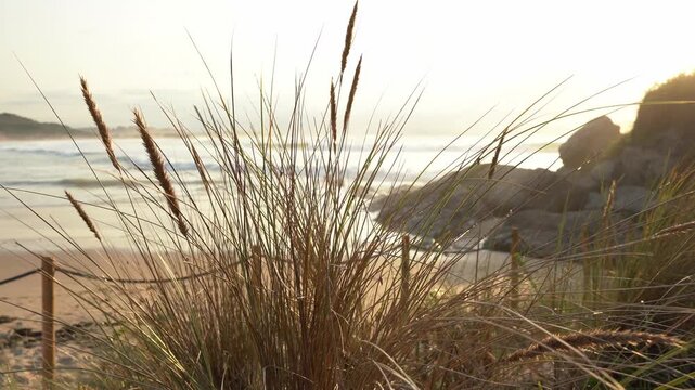 Backlit marram grass gently swaying in a soft breeze on a sand dune. Calm ocean waves breaking on the sandy beach during a warm sunset