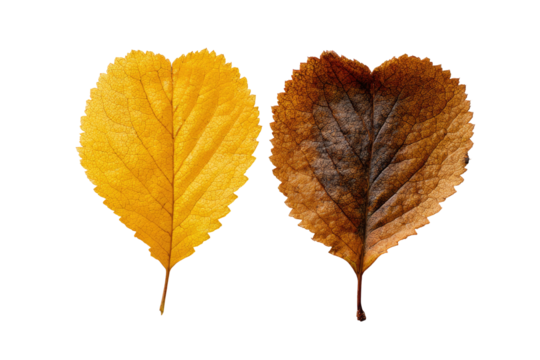 Two autumn leaves, one vibrant yellow, the other a muted brown,  displaying a contrast in color and vitality