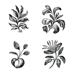 Vintage Engraving Botanical Leaf Illustration Set, Hand-Drawn Floral and Leaf Sketches