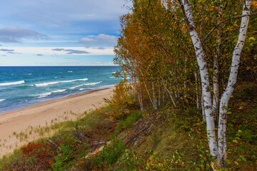 beach and trees