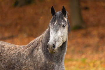 Fototapeta premium Schimmelportrait im Herbst