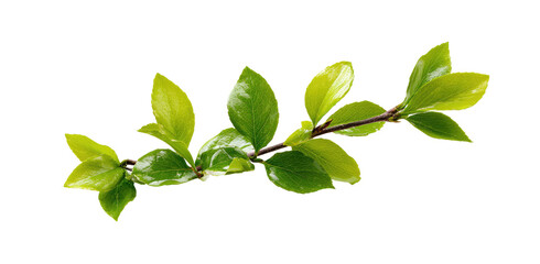 Fototapeta premium Close-up of a branch with several bright green leaves