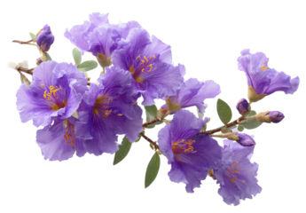 Close-up of a cluster of vibrant lavender flowers. A branch laden with blossoms, soft purple petals, and hints of gold at the center. Leaves and buds are also visible, adding texture