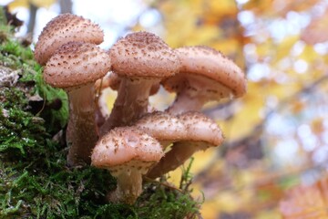 Close up of group of mushrooms  honey mushrooms or honey fungus (Armillaria) in forest