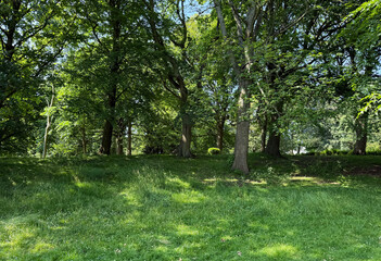 Sunlight Drifts Through Canopy Green