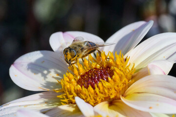 dahlia flower with a yellow heart and a bee sitting under the nectar