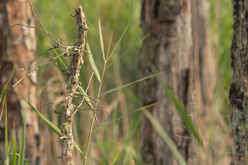 A dead standing twig, covered in lichen in the foreground set against a background off the forests edge, a transition zone between two habitat that