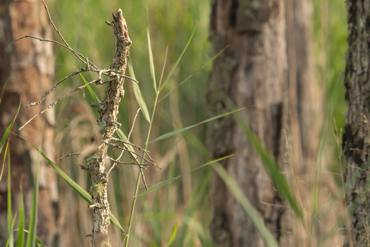 A dead standing twig, covered in lichen in the foreground set against a background off the forests edge, a transition zone between two habitat that