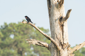 Solo red winged blackbird sitting perched in a dead rotting tree ofc standing timber along a coastal wetland marshy swamp
