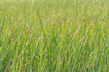 large field covered in a single plant that has reached maturity and produced dried seed pods towards the top of its stem