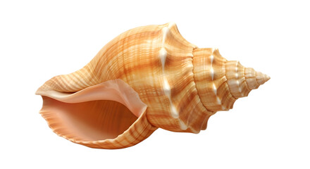 Beautiful seashell isolated on transparent background, close up, studio shot