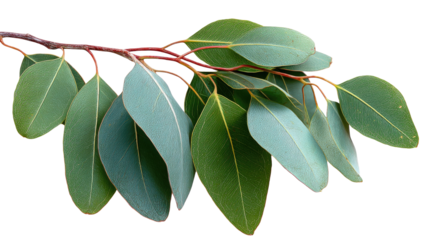 Eucalyptus branch with leaves (1)