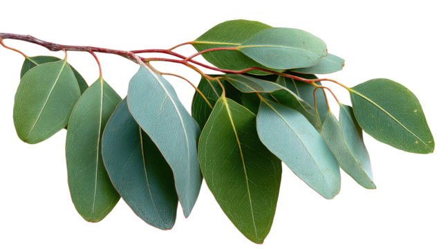 Eucalyptus branch with leaves (1)