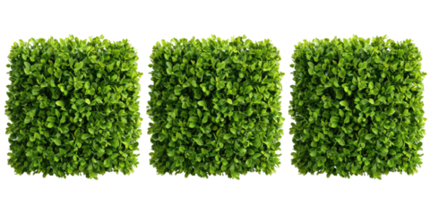 Three square blocks of dense, vibrant green foliage
