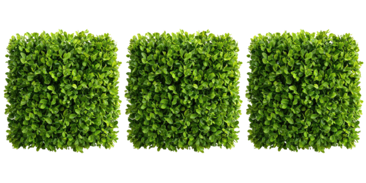 Three square blocks of dense, vibrant green foliage
