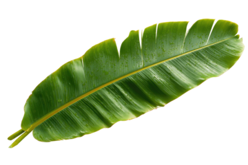Detailed close-up of a vibrant green banana leaf,  showing prominent veins and a slightly yellow midrib.  The leaf's edges are clearly defined