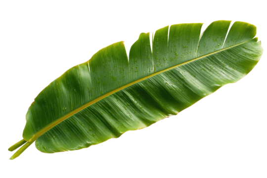 Detailed close-up of a vibrant green banana leaf,  showing prominent veins and a slightly yellow midrib.  The leaf's edges are clearly defined