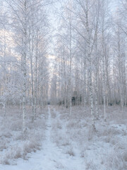Frosty tree in a wintry landscape