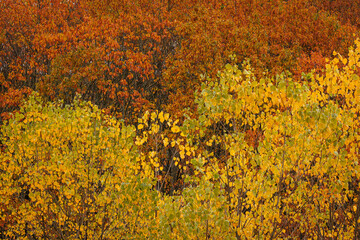 Autumn forest with colorful foliage.
