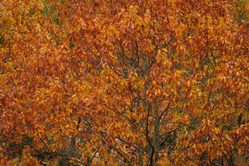 Autumn forest with colorful foliage.